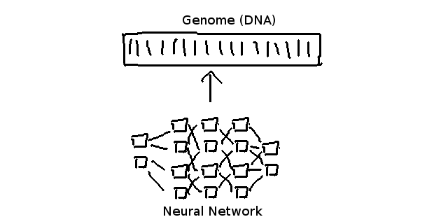 genome-nn-weights